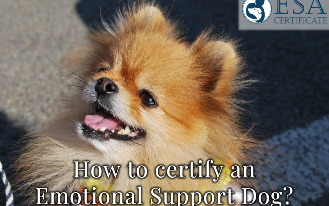 How to Certify an Emotional Support Dog
