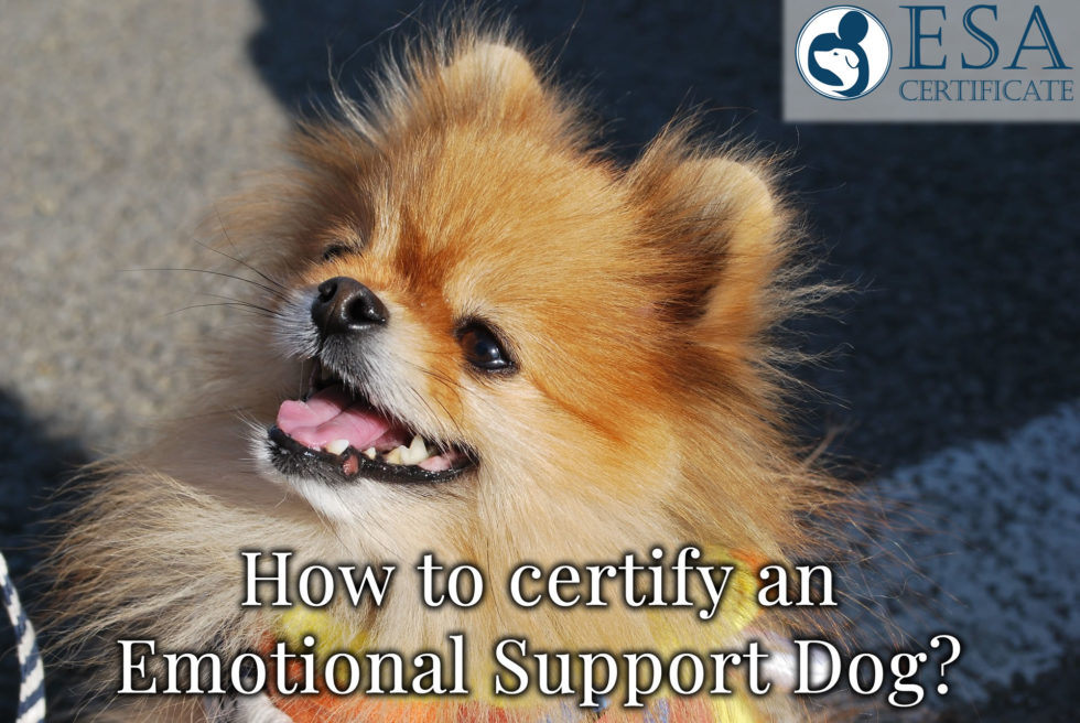 How to Certify an Emotional Support Dog ESA Certificate