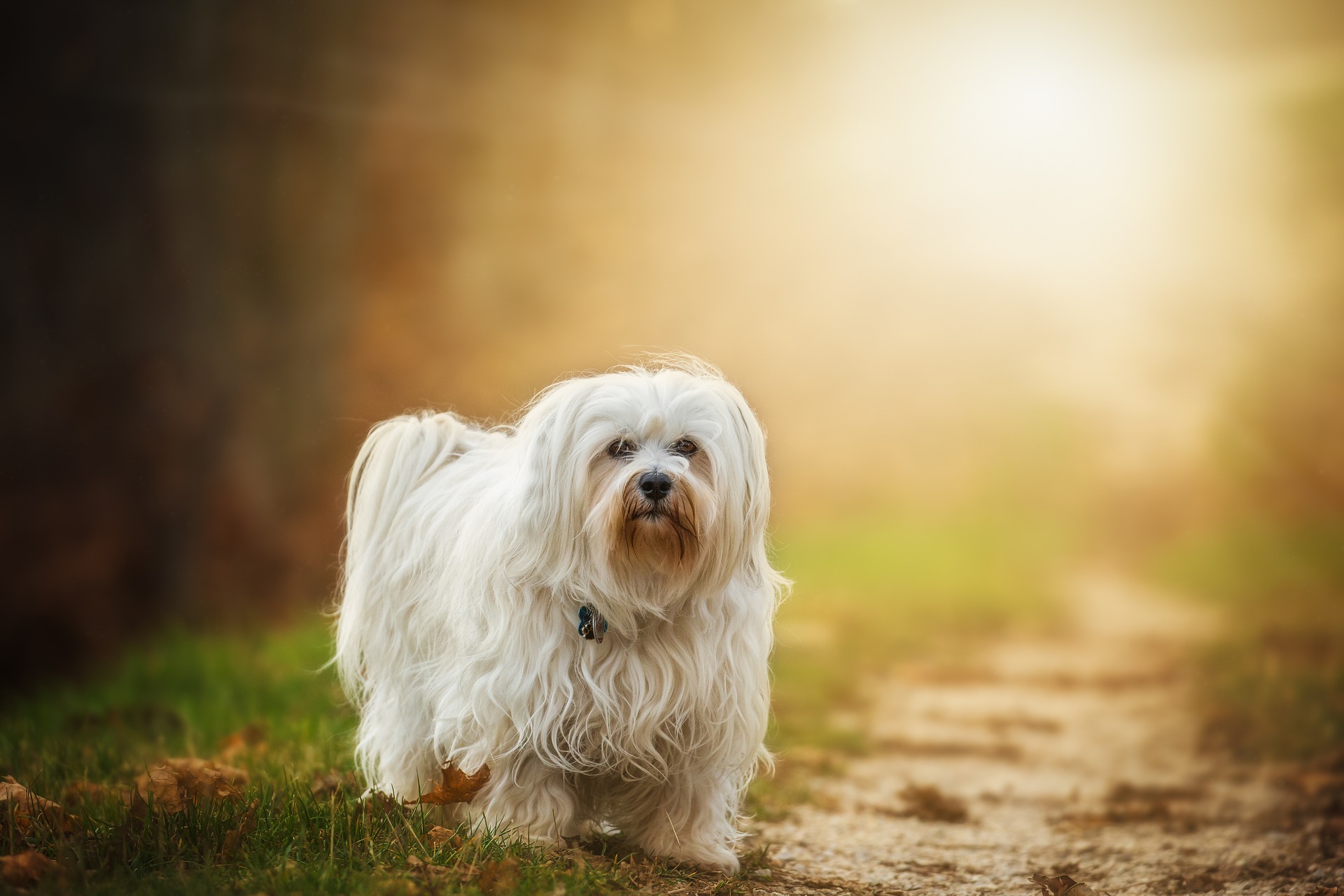 dog-1134492_1920