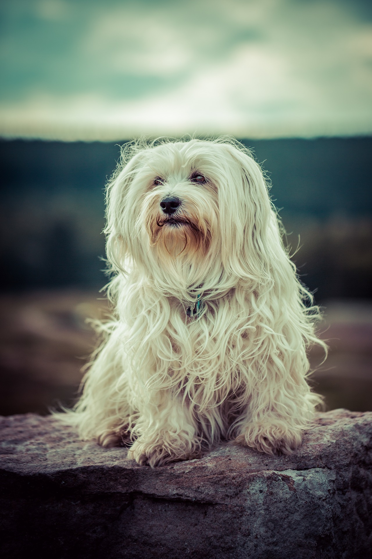 dog-1134493_1920