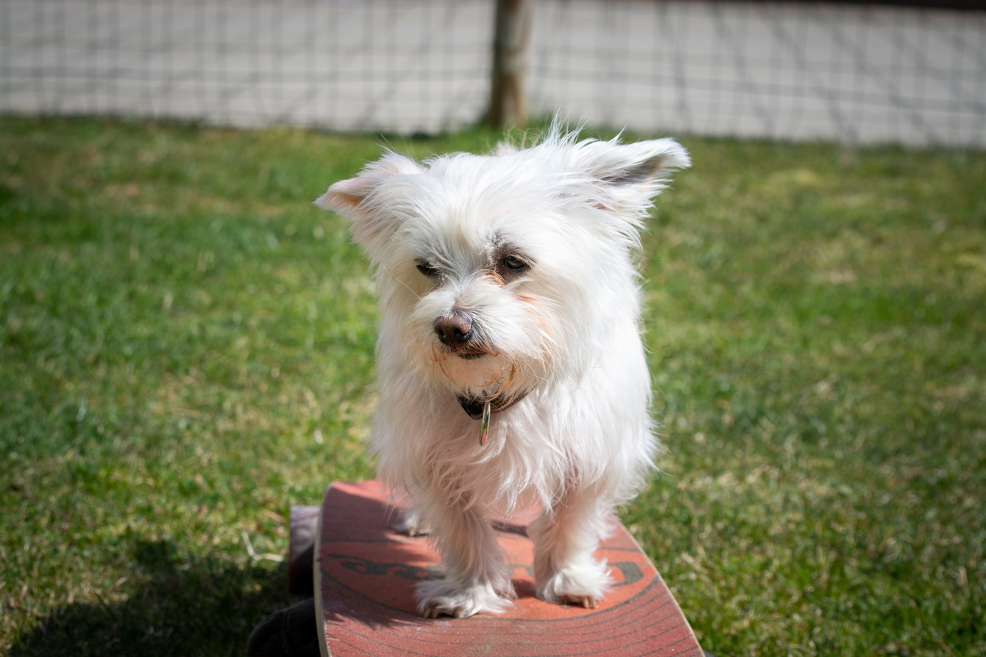 dog-5018454_1920