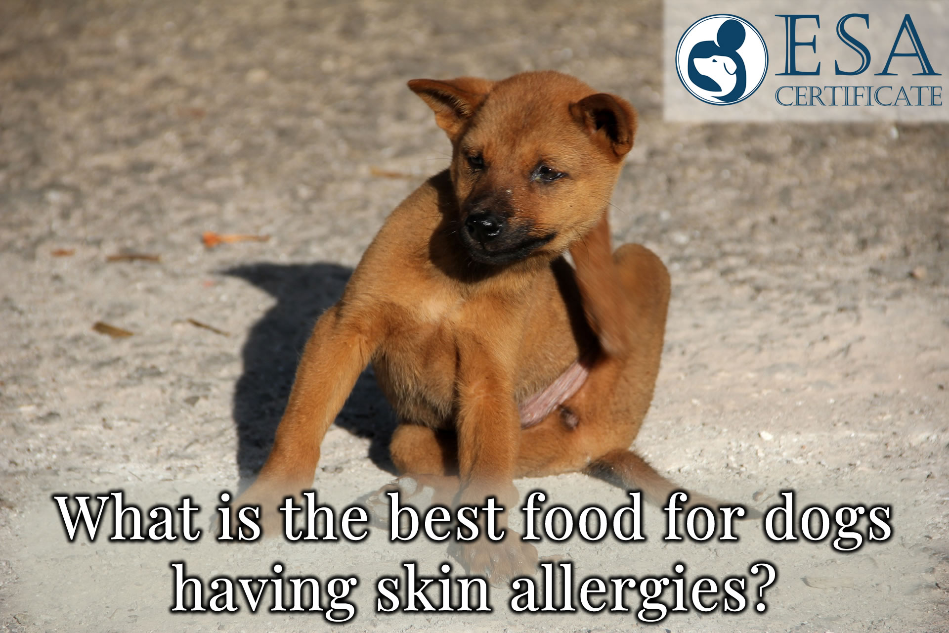 What is the best food for dogs having skin allergies
