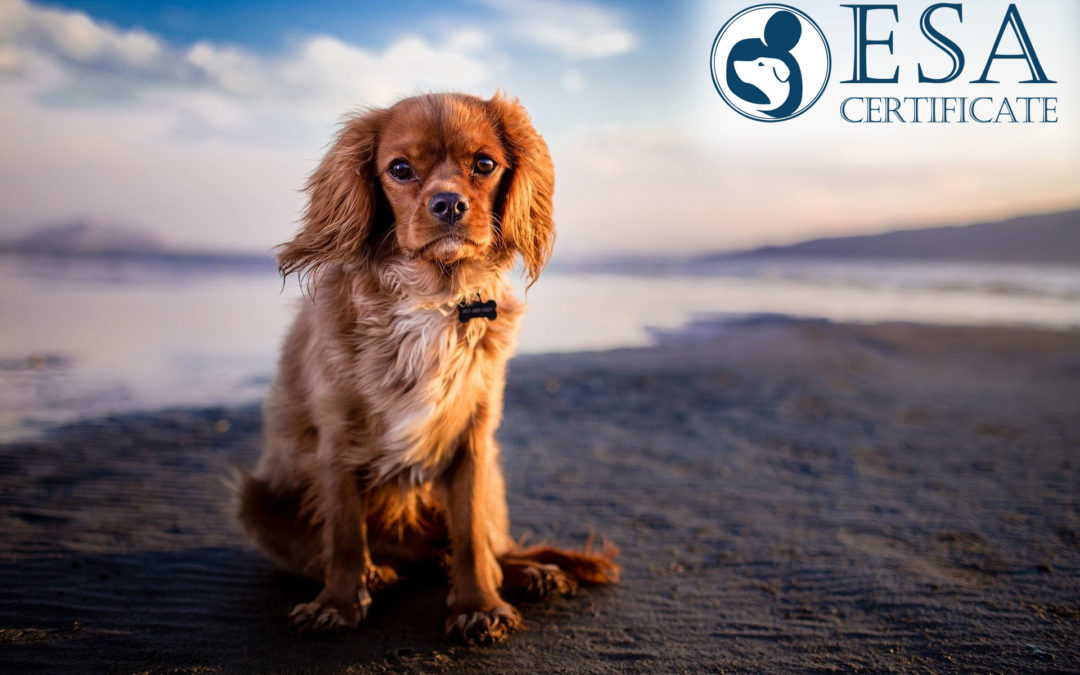 Emotional Support Animal Laws You Should Know