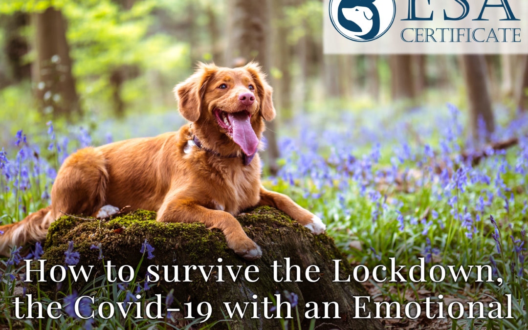 How to survive the Lockdown, the Covid-19 with an Emotional Support Animal?