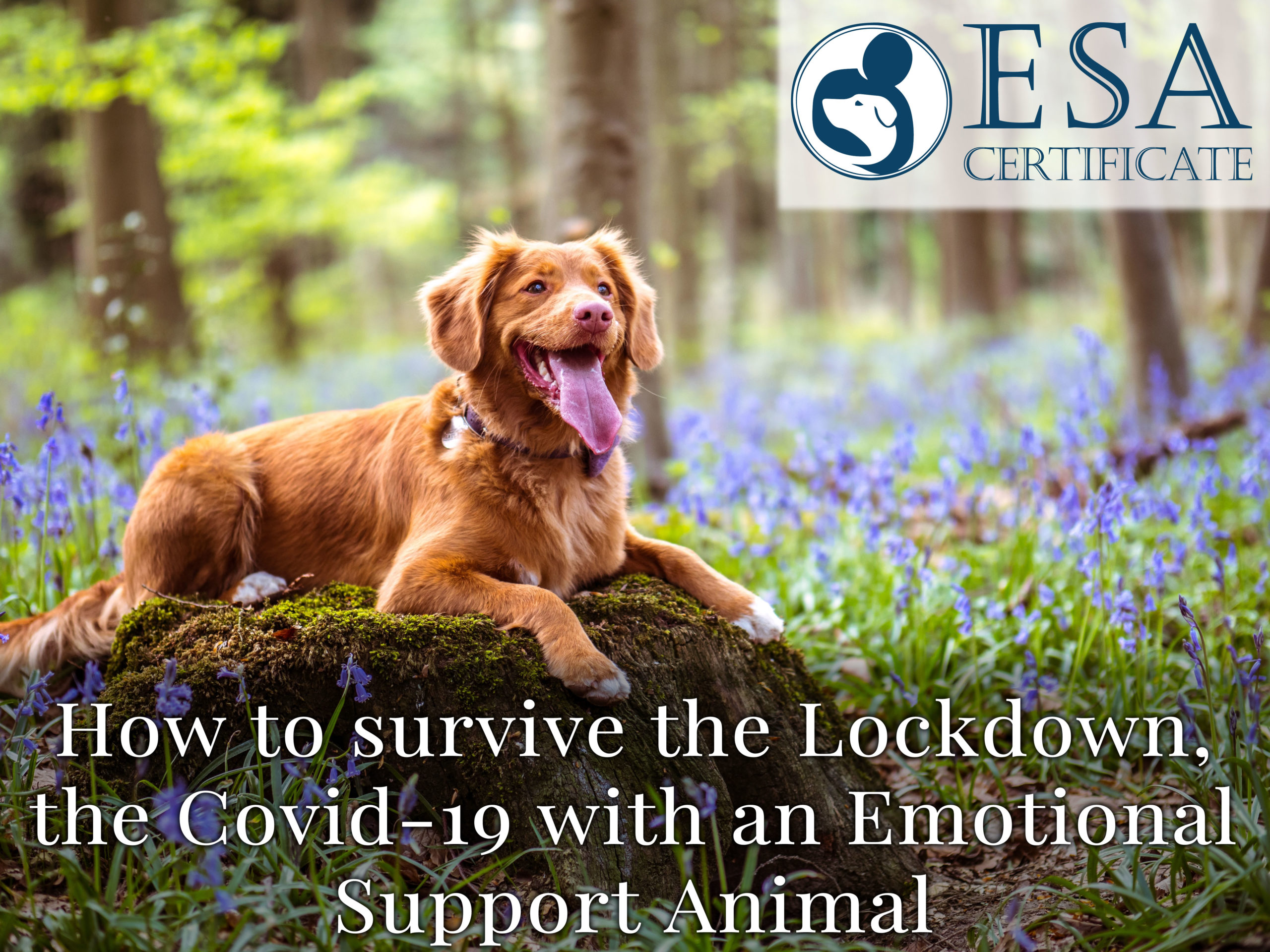 Featured Image of "How to survive the Lockdown, the COVID-19 with an Emotional Support Animal?"