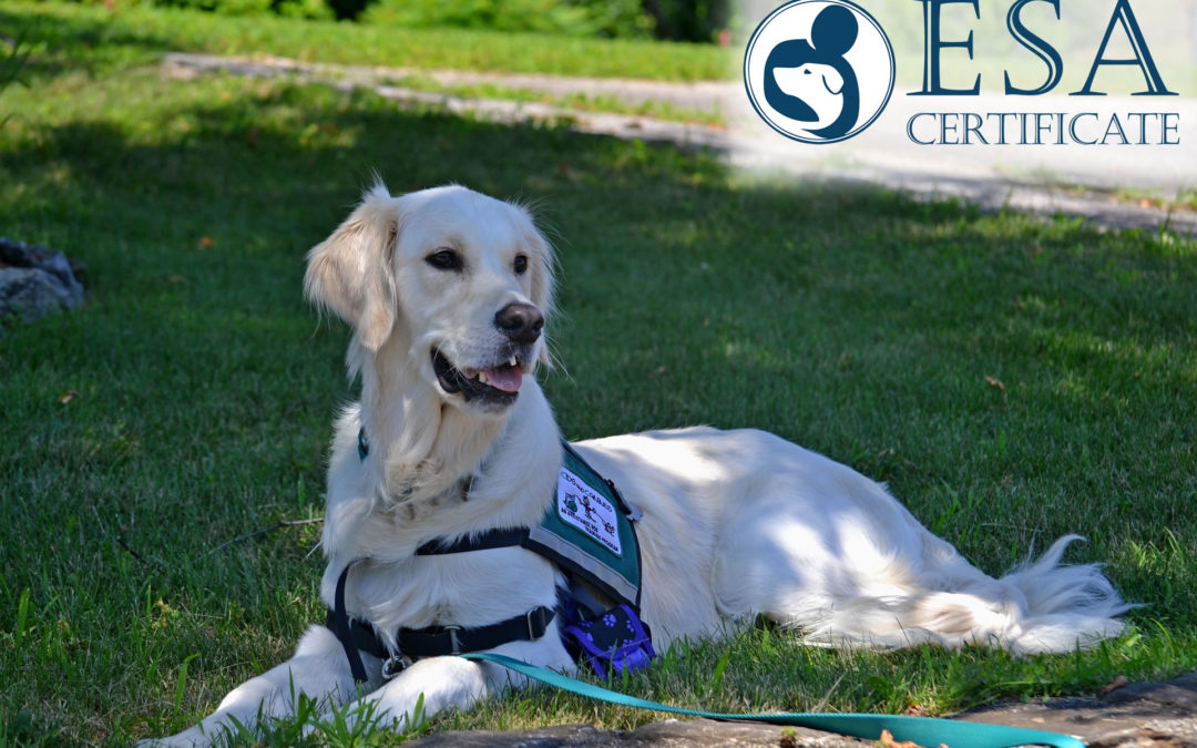 How can you turn your ESA into a Psychiatric Service Dog?