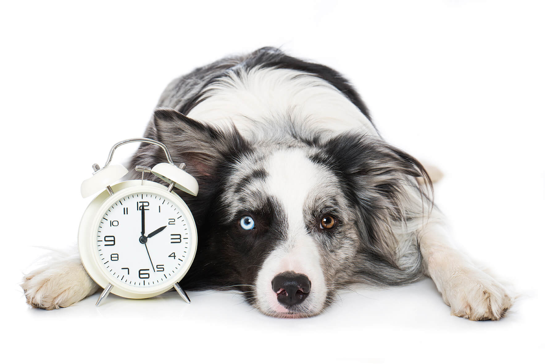 esa dog clock watch