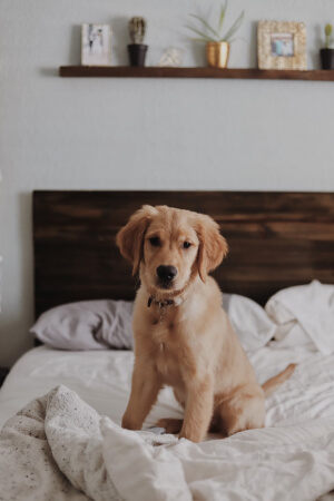 dog on the bed